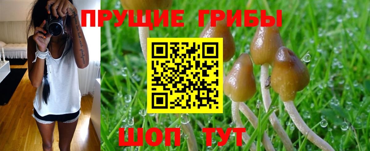 Псилоцибиновые грибы Psilocybe  Псилоцибиновые грибы Psilocybe  Вход с VPN  Тайшет 
